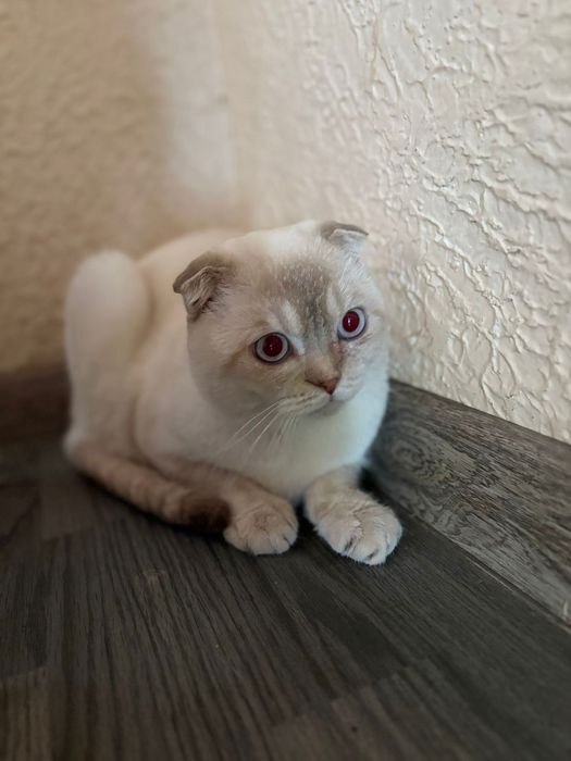 Кошка Шотландские
