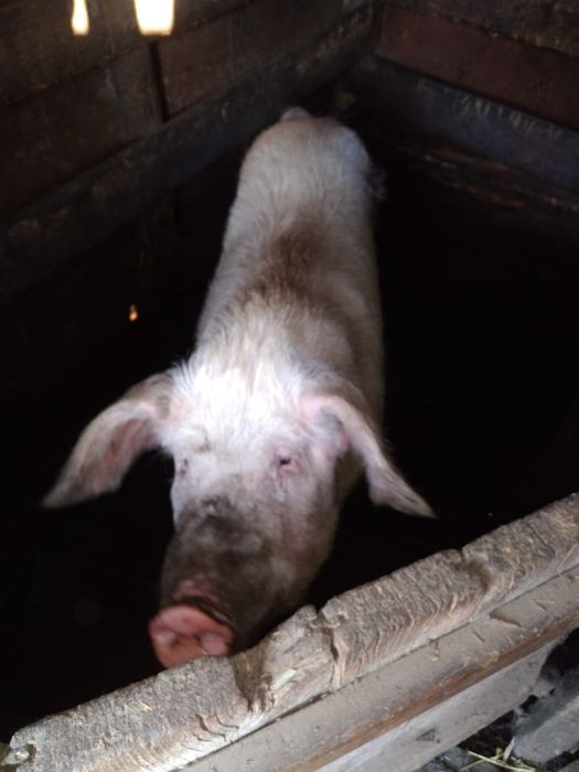 Продам свинью крупную. Находится село Березовка  ВКО Глубоковский р-н.