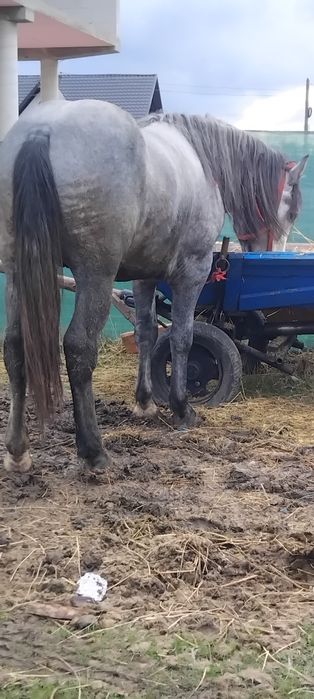 De vânzare manzuc de 2 ani