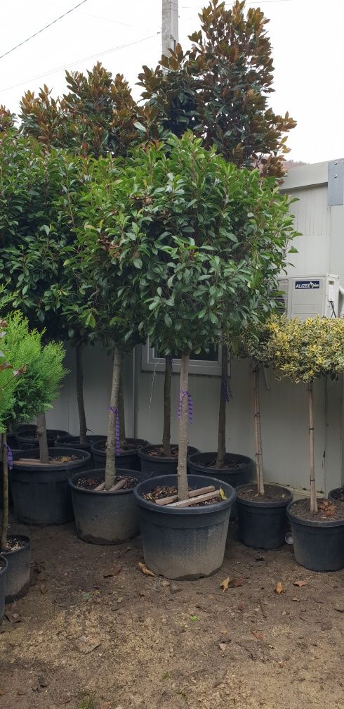 Vindem diferite specii de plante ornamentale Plantele sunt de calitate