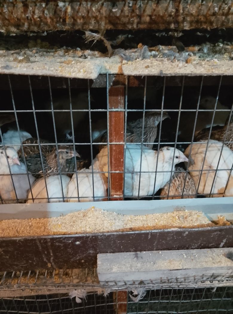 Vând ouă și pui de prepeliță și de găină