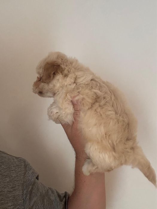 Maltipoo Baiat Toy cu carnet