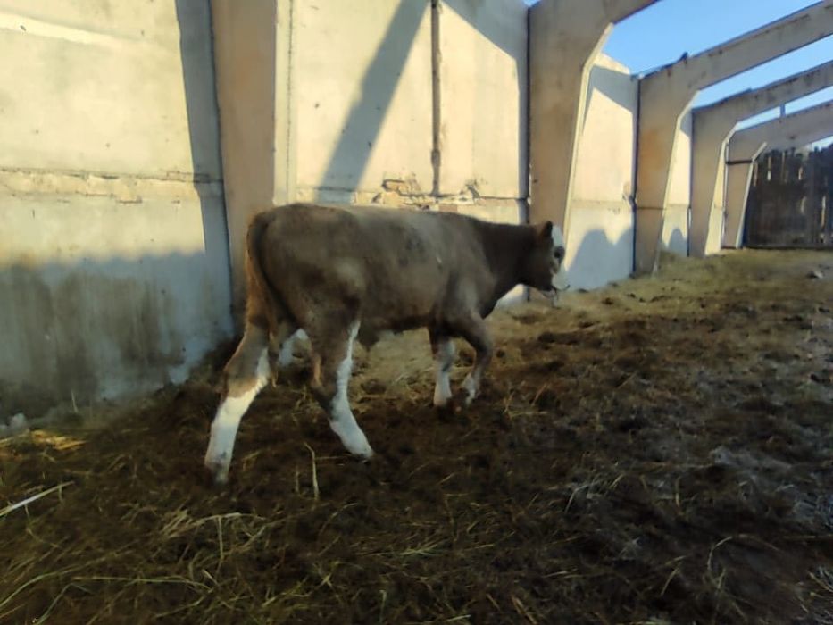 Продам подсосных бычков