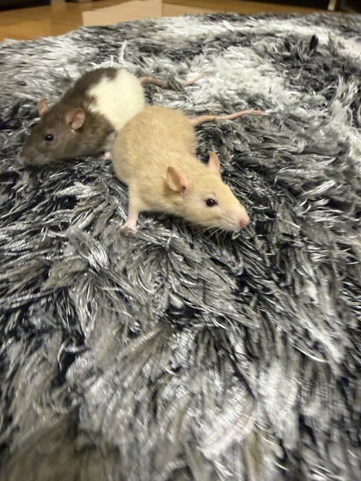 Sobolani de companie