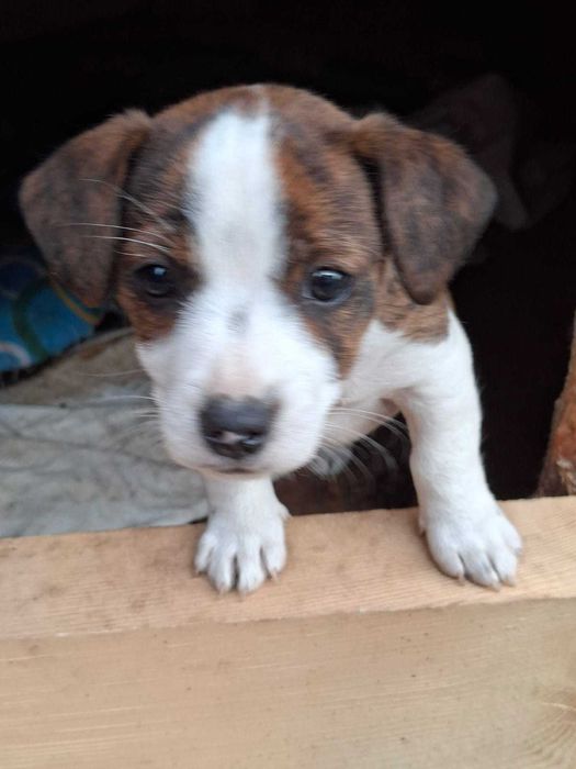 Jack Russell Terrier