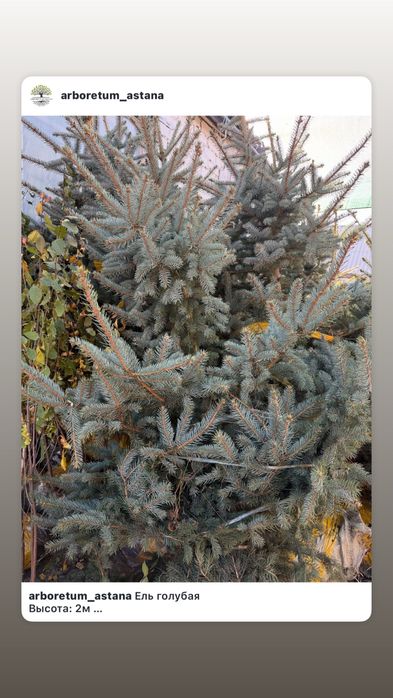 Ель голубая 3-3.5м