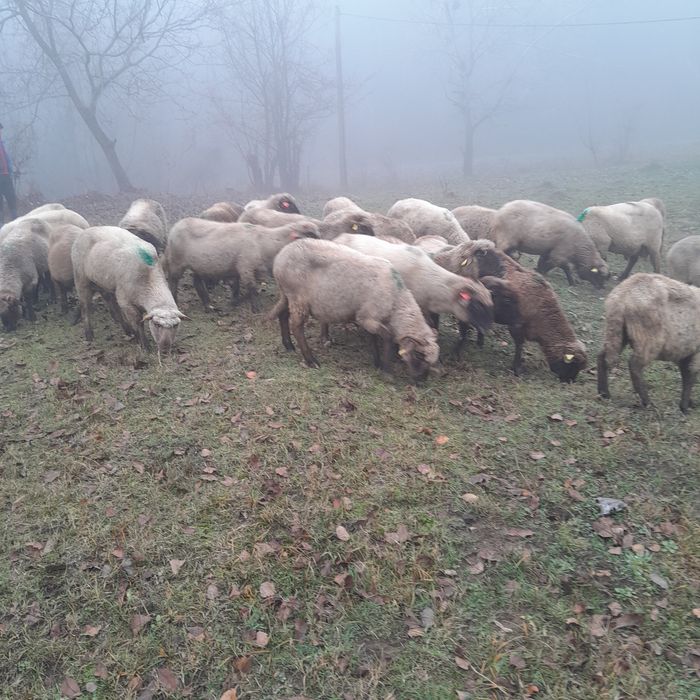 Vând  30 de oi și 2 berbeci.Oile sunt mai bătrâne  dar Gestante