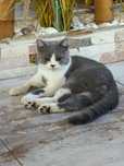 Mitanel British shorthair rasa pura