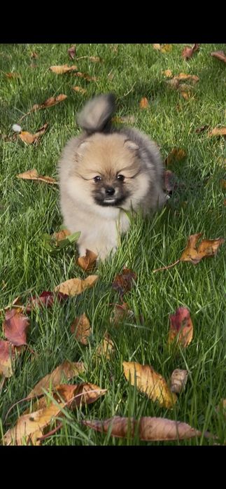 Померан померани