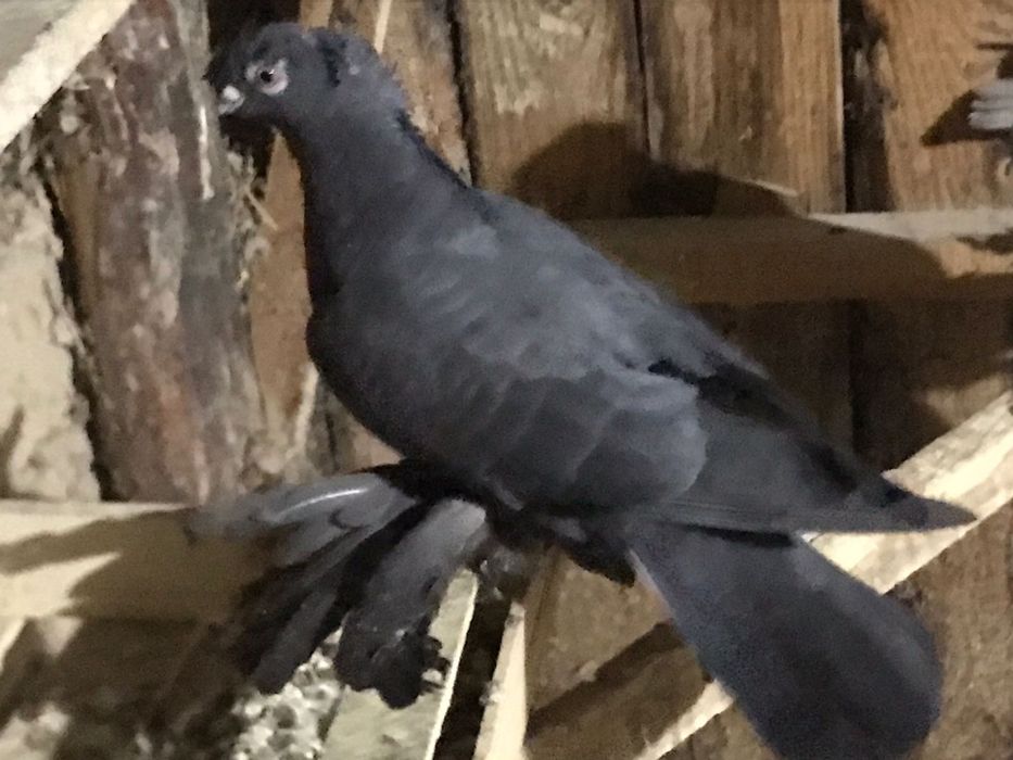 Голуби лётные парные