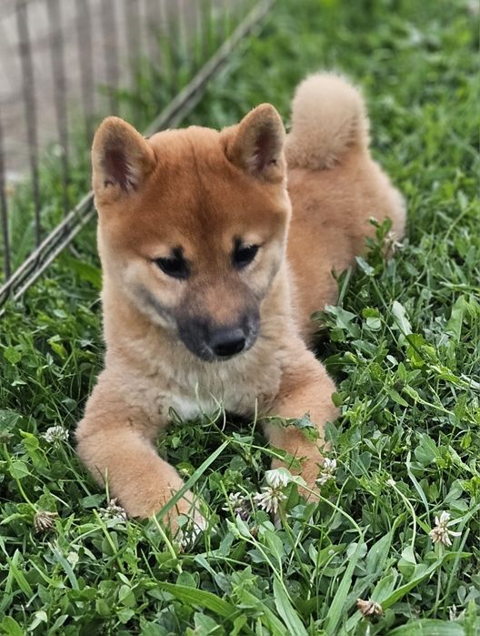 Baiat Shiba inu Pedigree