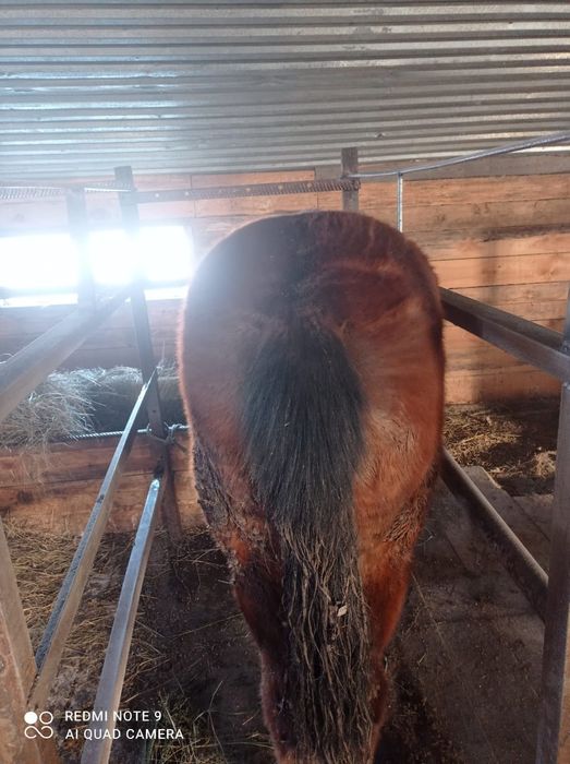 Продам два тая ,на откорме