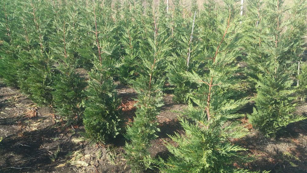 Tuia 200-220 cm - Cel mai frumos gard viu Leylandii-leilandi Chiparos