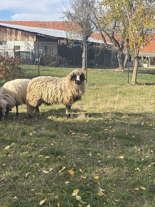 De vanzare berbec  noatin