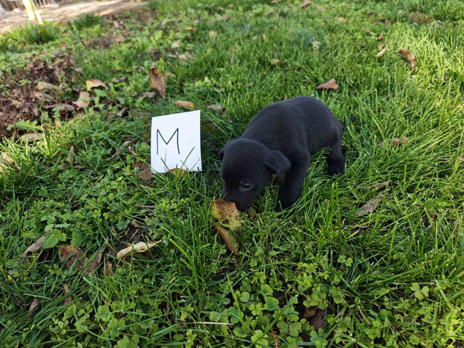 Подаряват се малки кученца