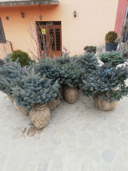 Plante ornamentale