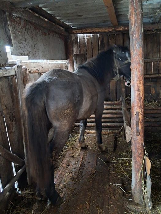 Продам тая с откорма