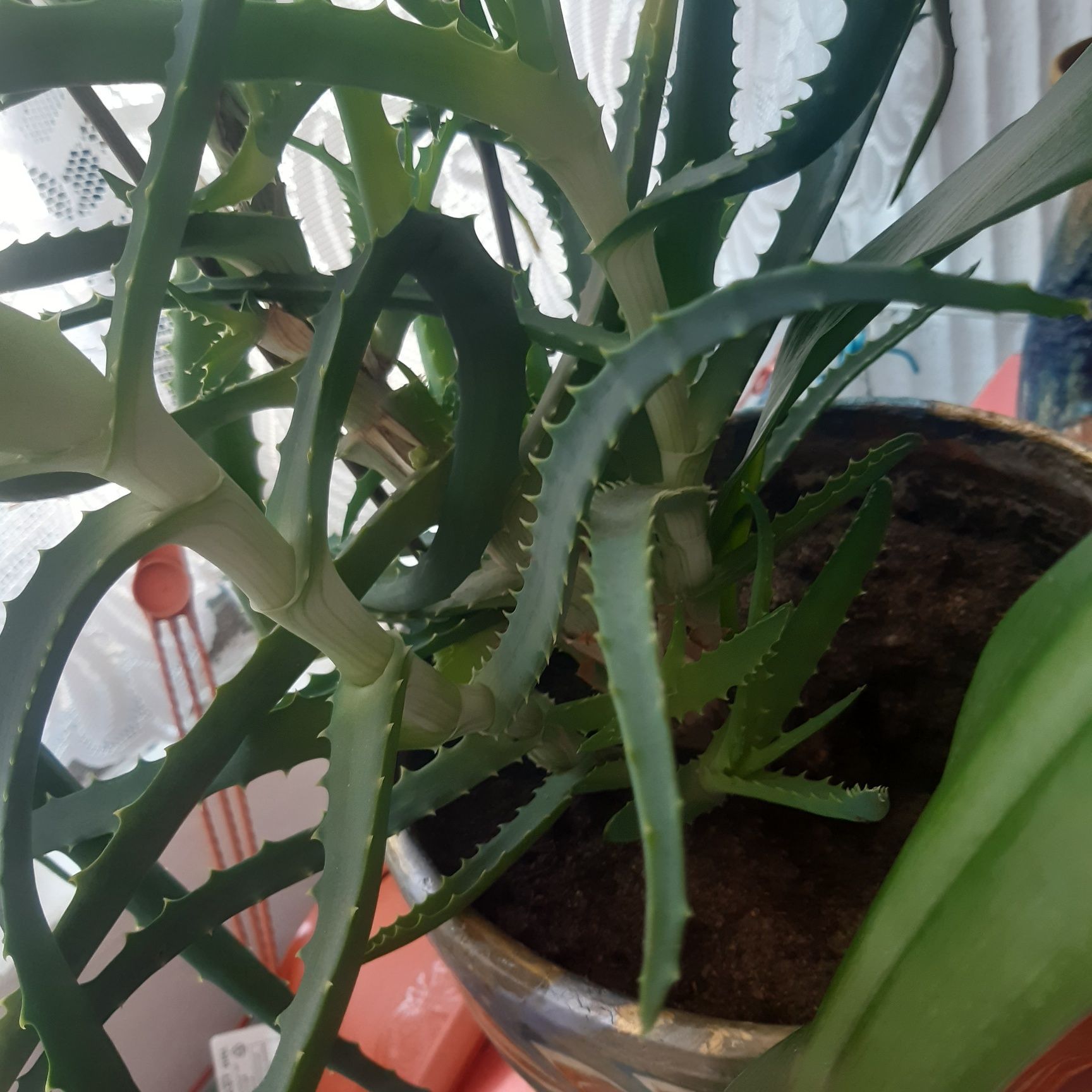 Aloe Vera planta apartament