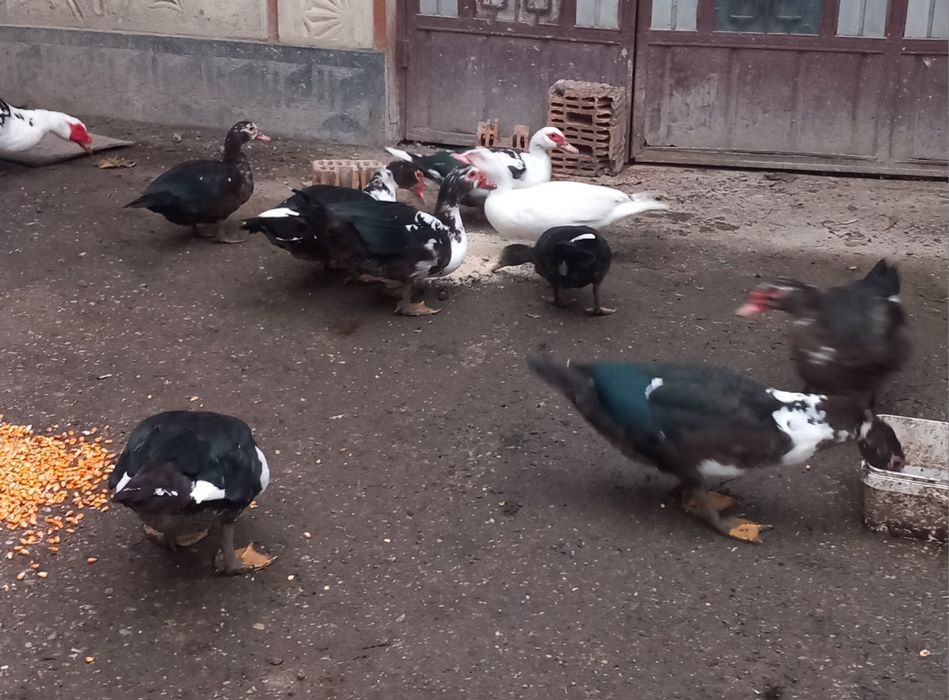 Rate mute de vânzare