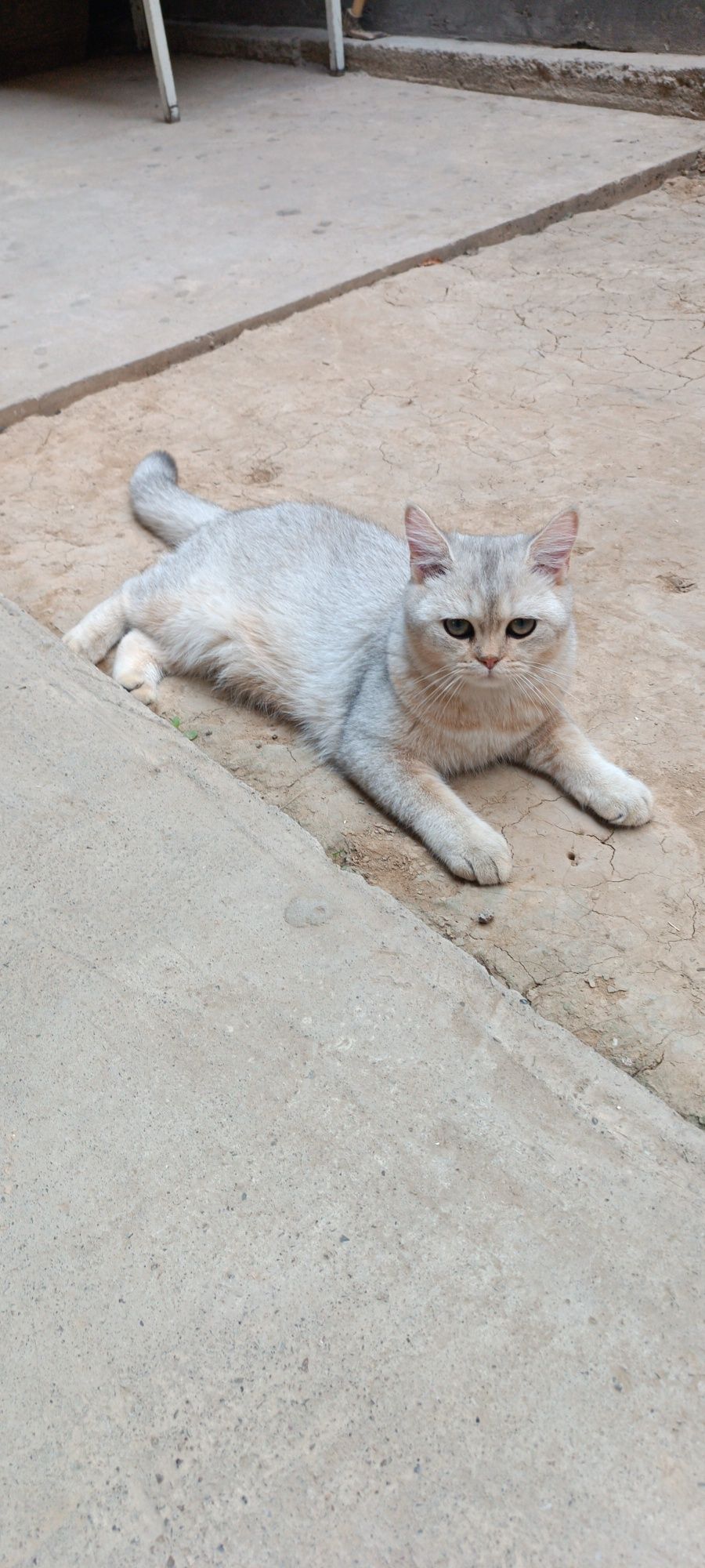 Mushuk shinshilla