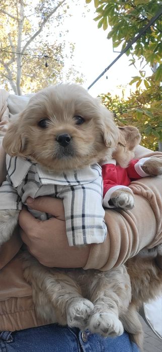 Мальтипу Ф_1 шикарный мальчик и девочка мини