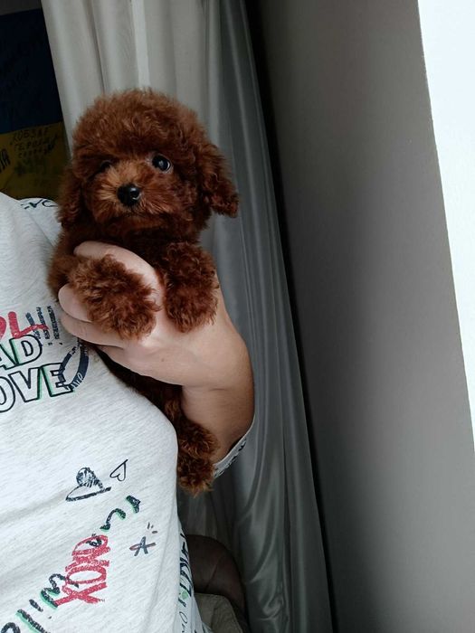 той  пуделче.пудели