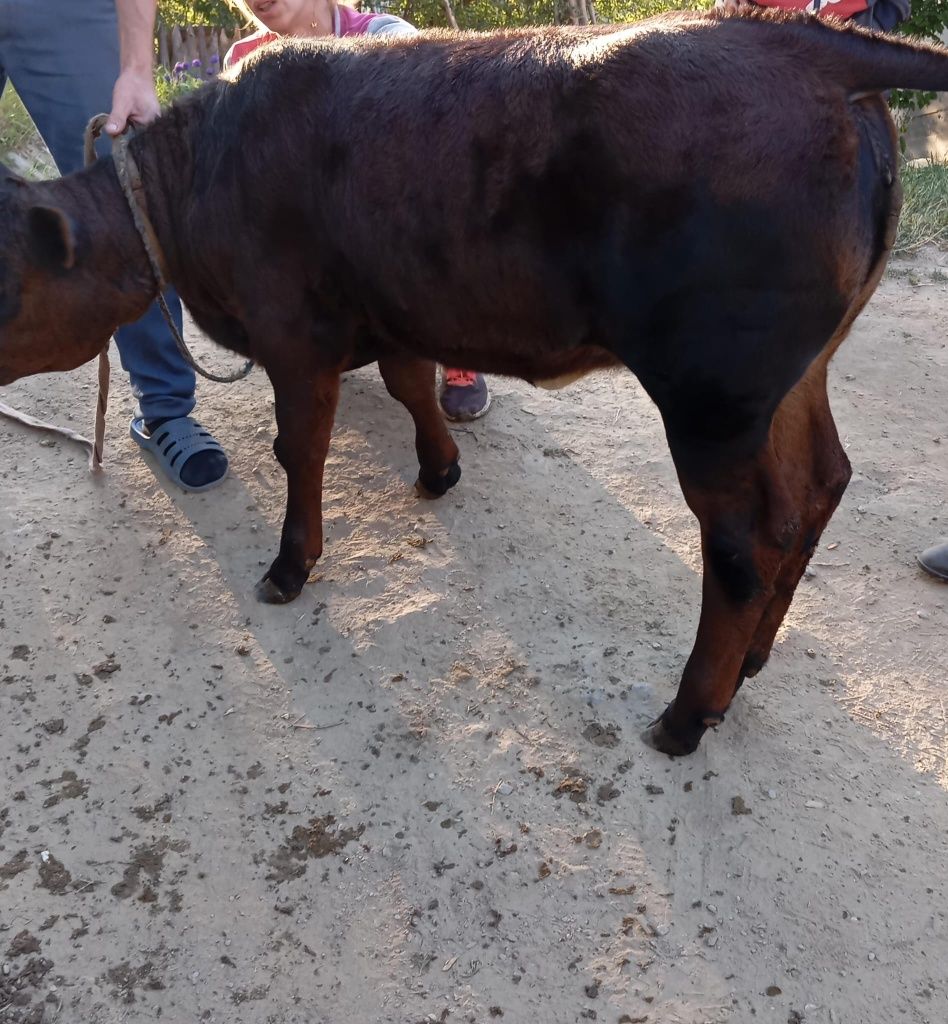 Vând vițea angus de 2 luni și Ceva