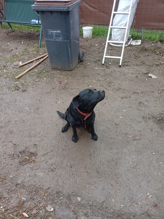 Donez Labrador fetita