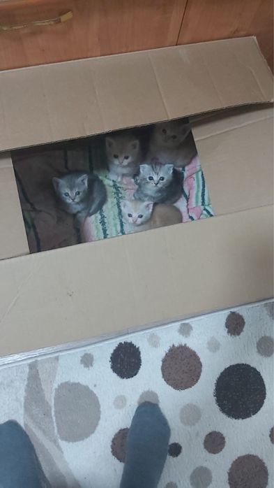 Отдадим котят в хорошие руки. Рыжие-мальчик,темные-девочки г костанай.