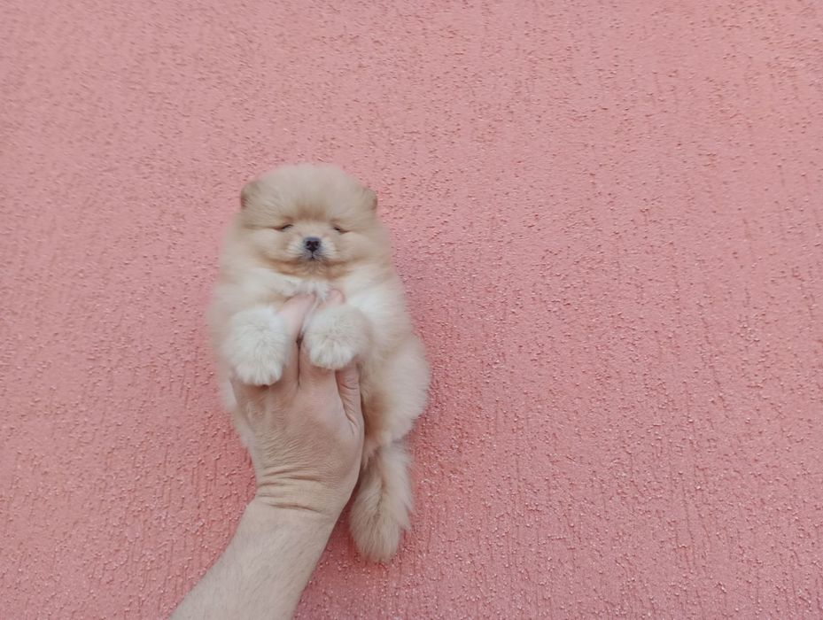 Мъжки Померан. Реални снимки!