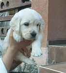 Golden Retriever cu Pedigree