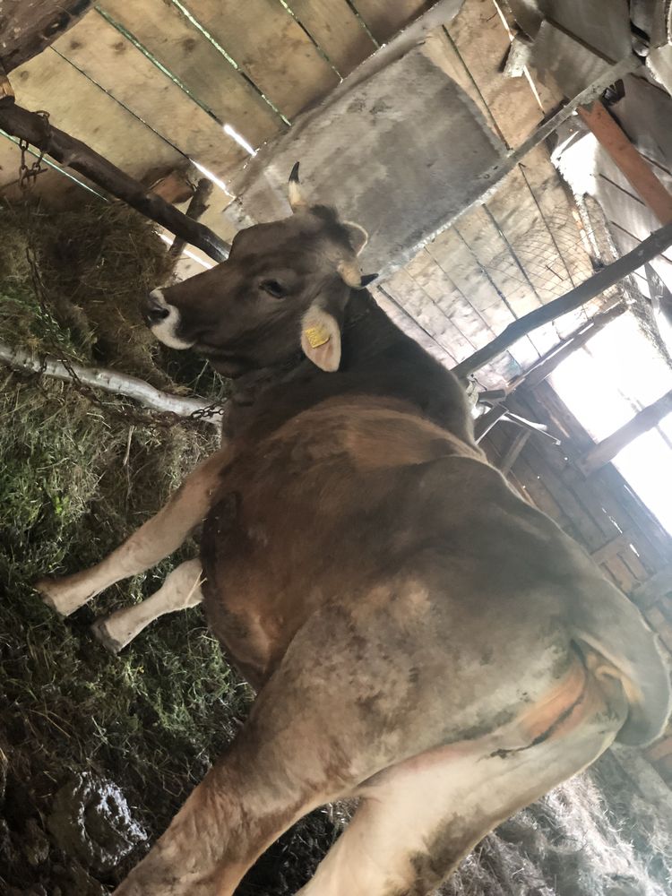 Vaca Bruna MM a 2a fatare gestanta 8 luni