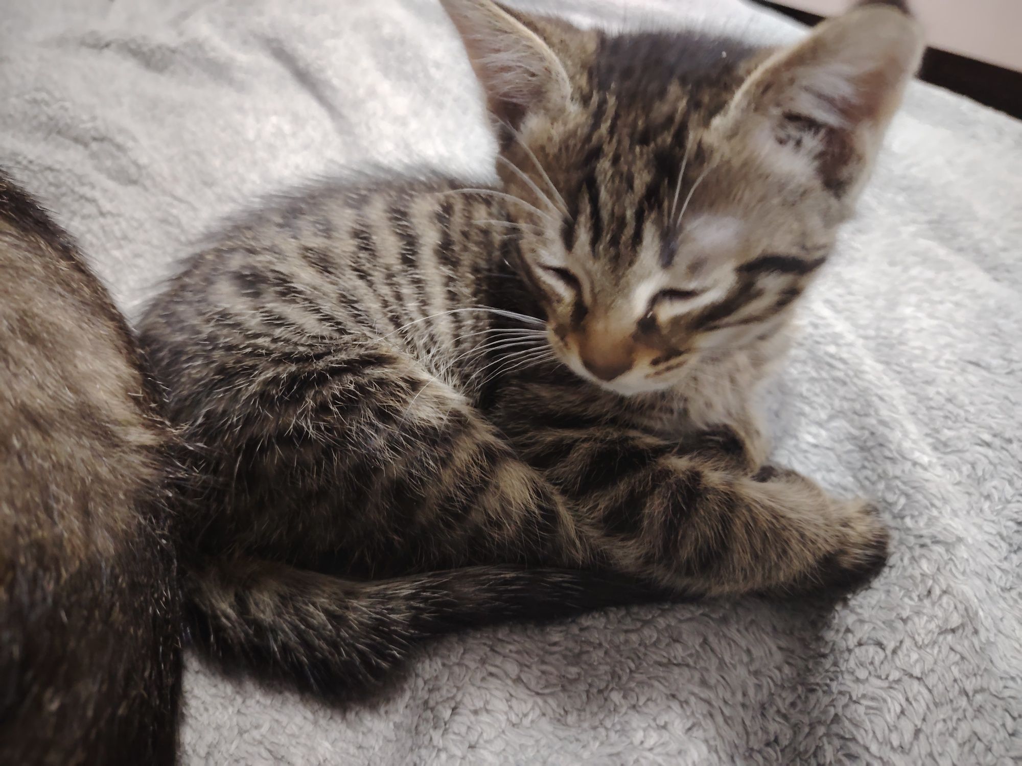 Котенок 3 месяца