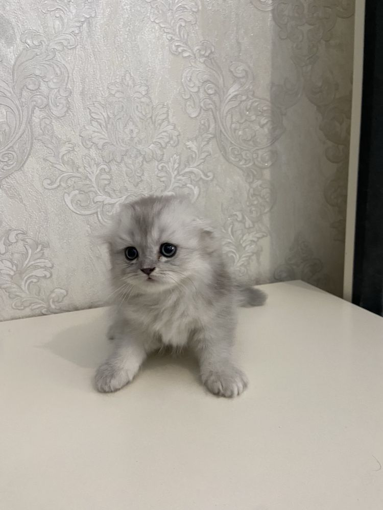 Продается британская кошечка