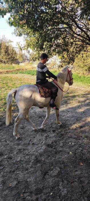 От сотилади зоти тоза