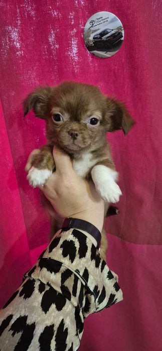 Chihuahua maro cu alb