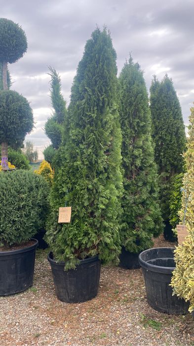 Spirale pompon etajate din leulandi