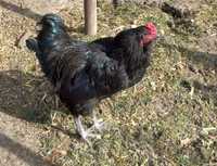 3 cocoși, unul Australorp