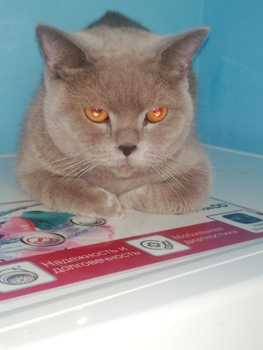 Отдам кошку Шотландский скоттиш страйт лиловый породы