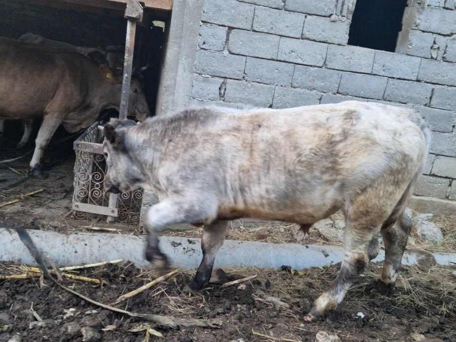 Vand 2 vaci si 1 taur si o vitea