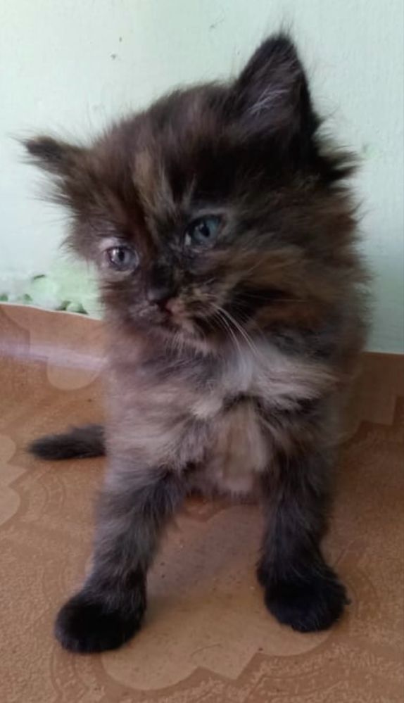 Котята 2 месяца девочки