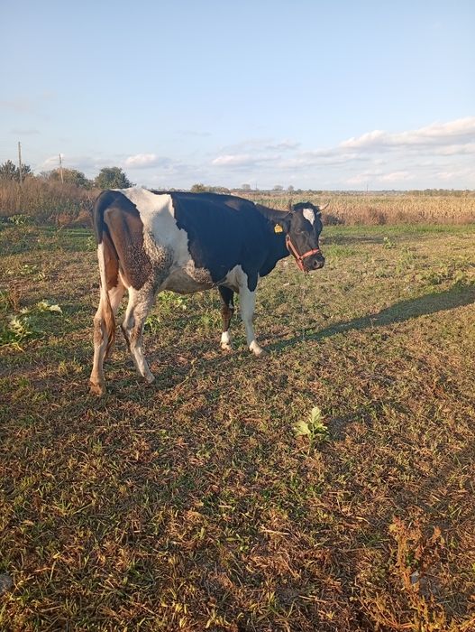Vacă gestanta in 2 luni
