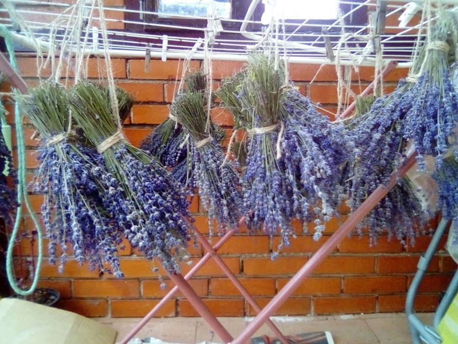 Lavanda proaspata si uscat