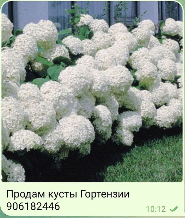 Растишки на посадку