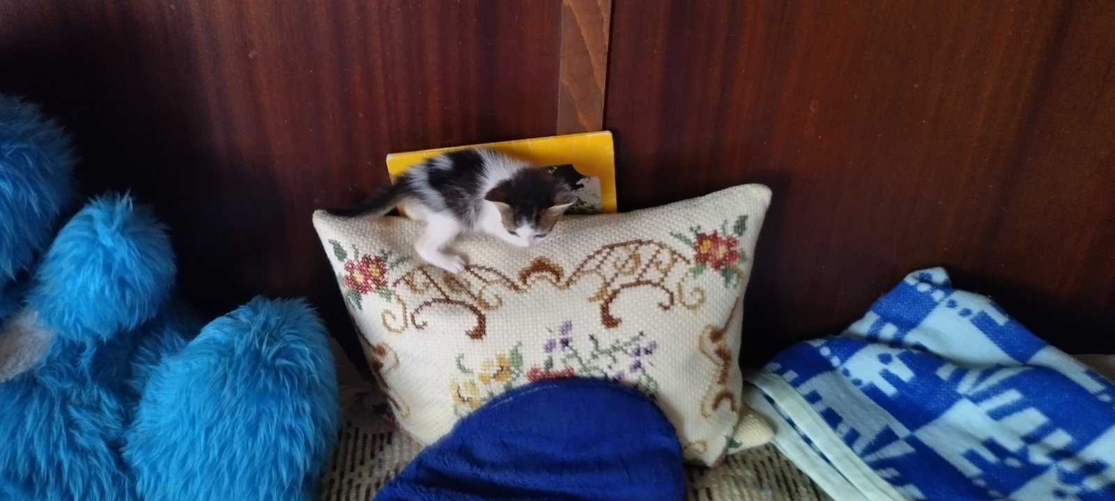 котета за подаряване и гледане с любов