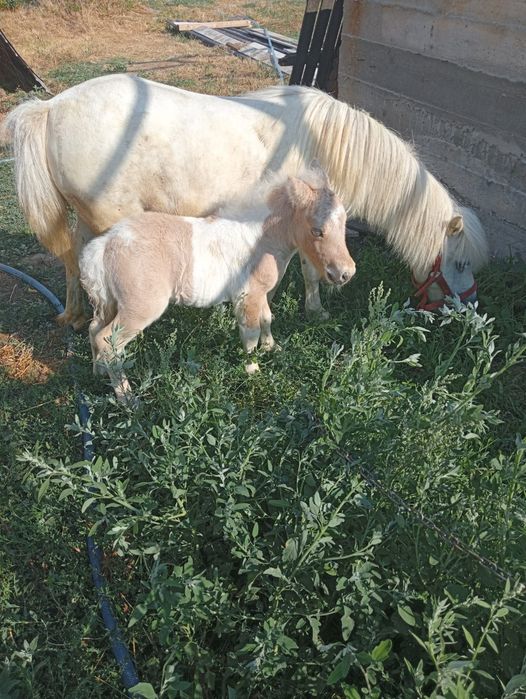 Disponibil mânz ponei varsta 6 luni