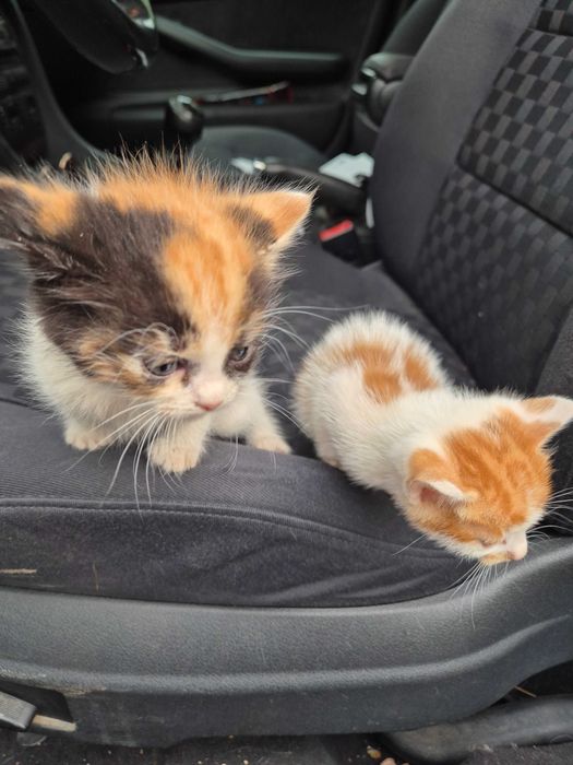 Котета търсят дом