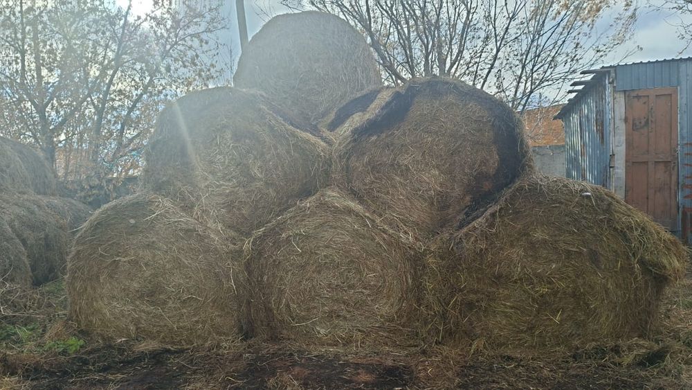 Продам сено прошлого года
