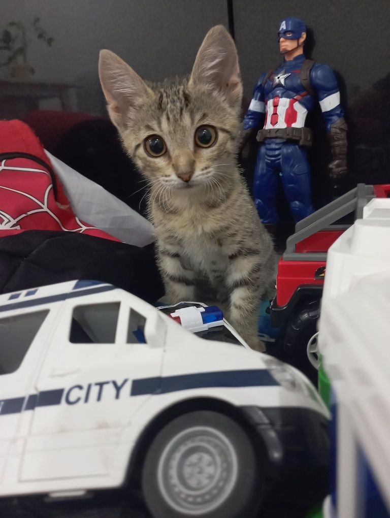 Котенок ( девочка)