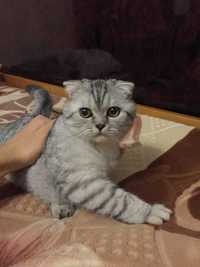 Продается котенок серябристый Шиншила